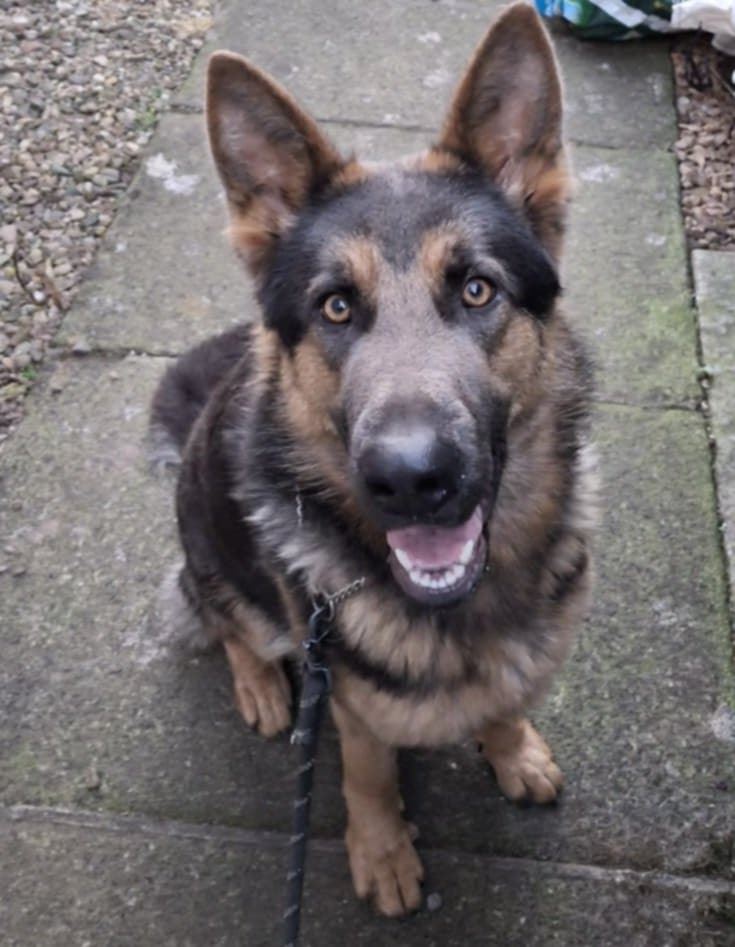 New dog listed for rescue at the Second Chances German Shepherd Rescue - Shadow