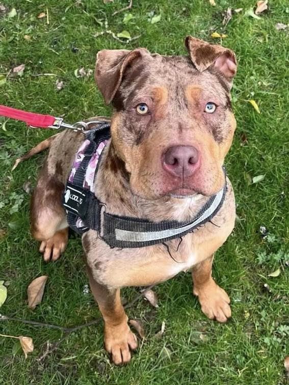 New dog listed for rescue at the Underheugh Ark Rescue - Petra
