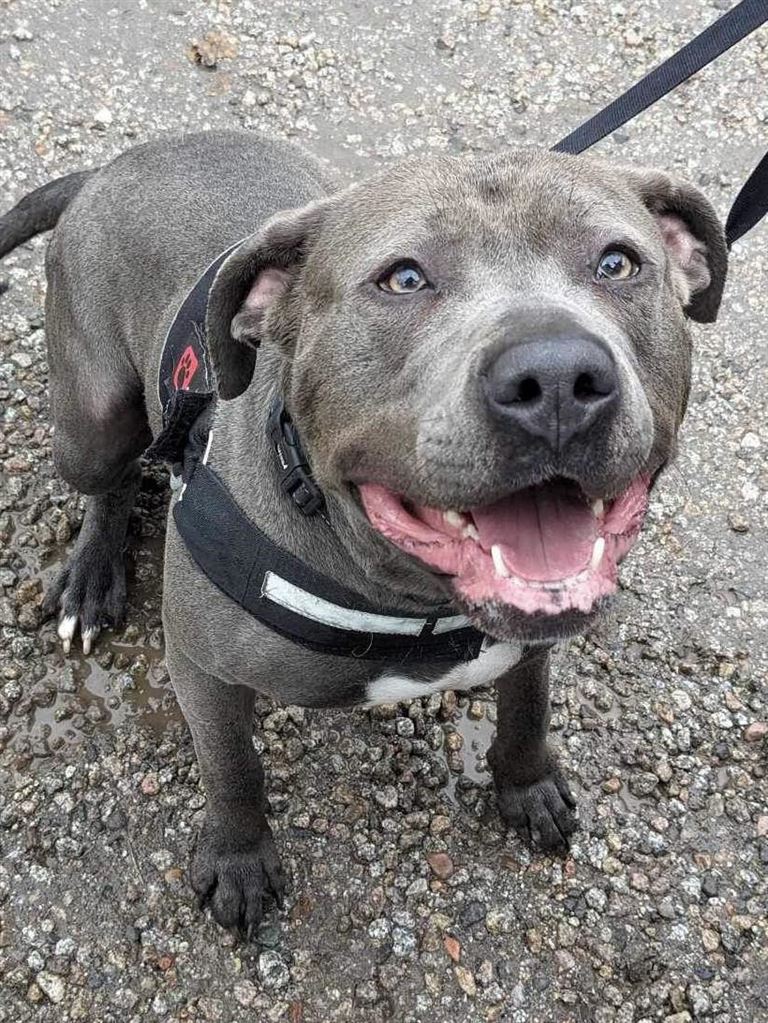 New dog listed for rescue at the Underheugh Ark Rescue - Blue