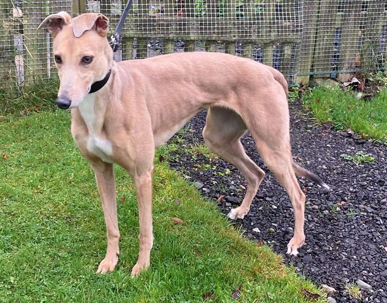 New dog listed for rescue at the Dumfries and Cumbria Greyhound Rescue  - Missy