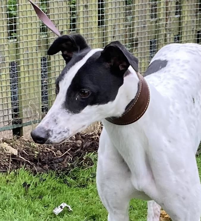 New dog listed for rescue at the Dumfries and Cumbria Greyhound Rescue  - Layla