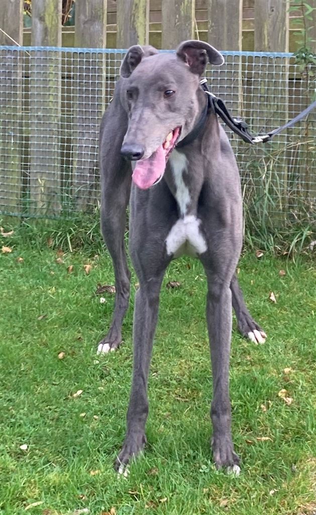 New dog listed for rescue at the Dumfries and Cumbria Greyhound Rescue  - Cane