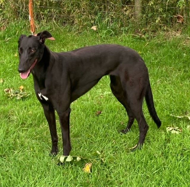 New dog listed for rescue at the Dumfries and Cumbria Greyhound Rescue  - Athena