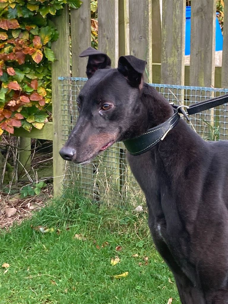 New dog listed for rescue at the Dumfries and Cumbria Greyhound Rescue  - Jimmy