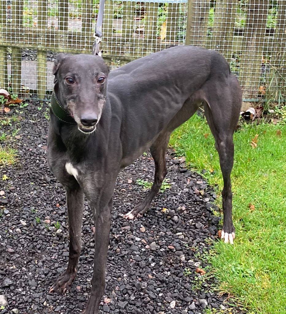 New dog listed for rescue at the Dumfries and Cumbria Greyhound Rescue  - Beauty