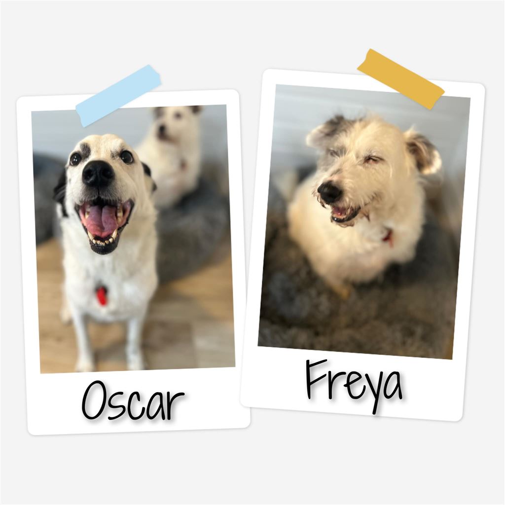 New dog listed for rescue at the Saving and Rehoming Strays - Oscar and Freya